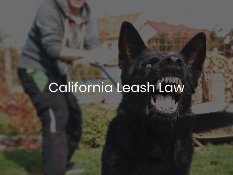 California Leash Law (2025)