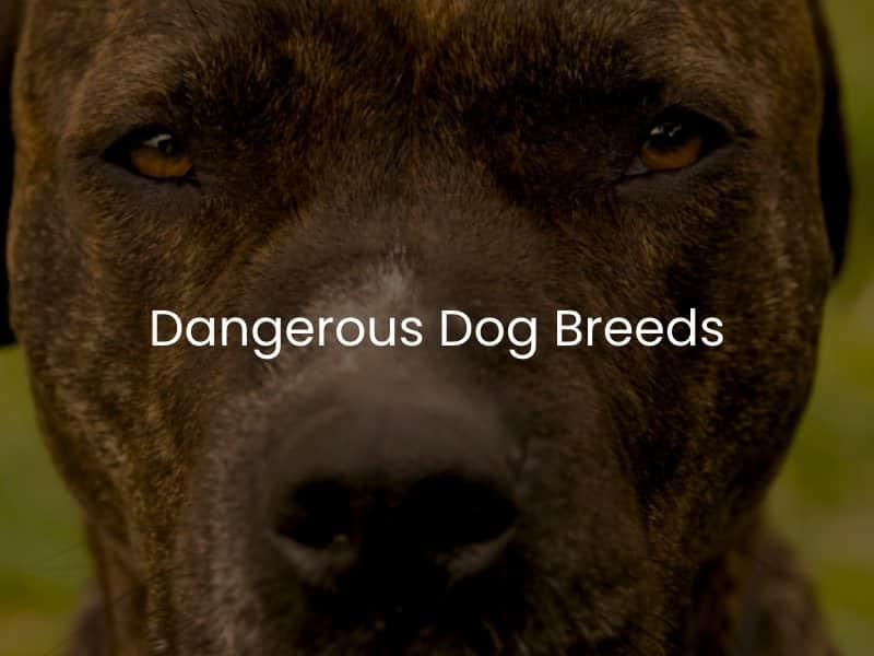 Dangerous Dog Breeds