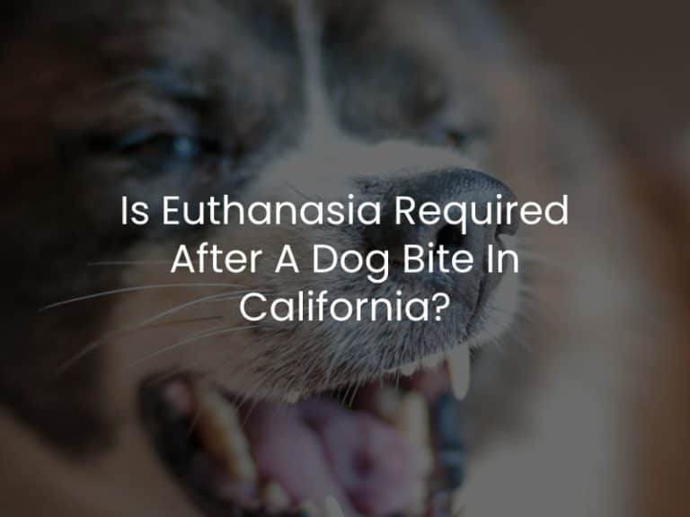 Is Euthanasia Required After A Dog Bite In California?
