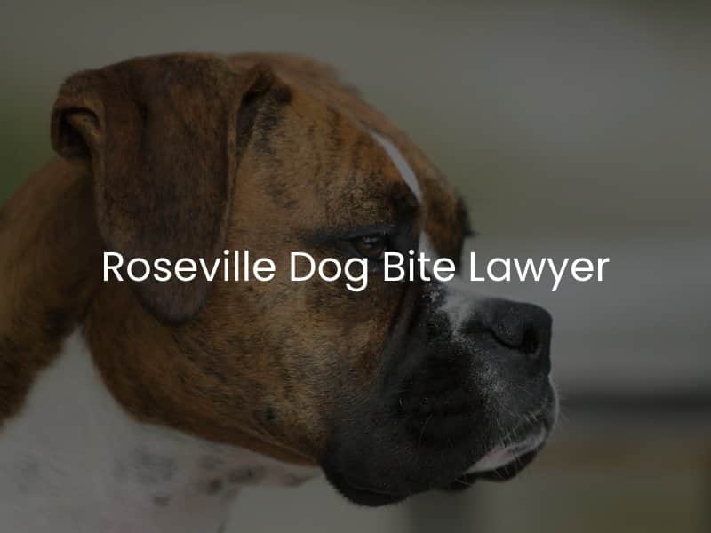 Roseville Dog Bite Lawyer